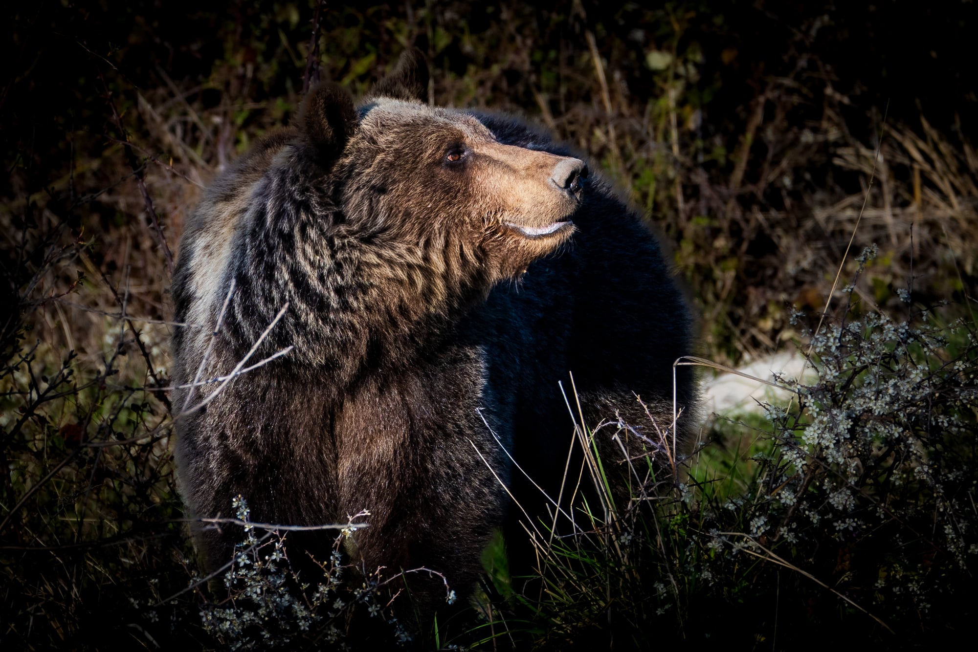 Orso bruno