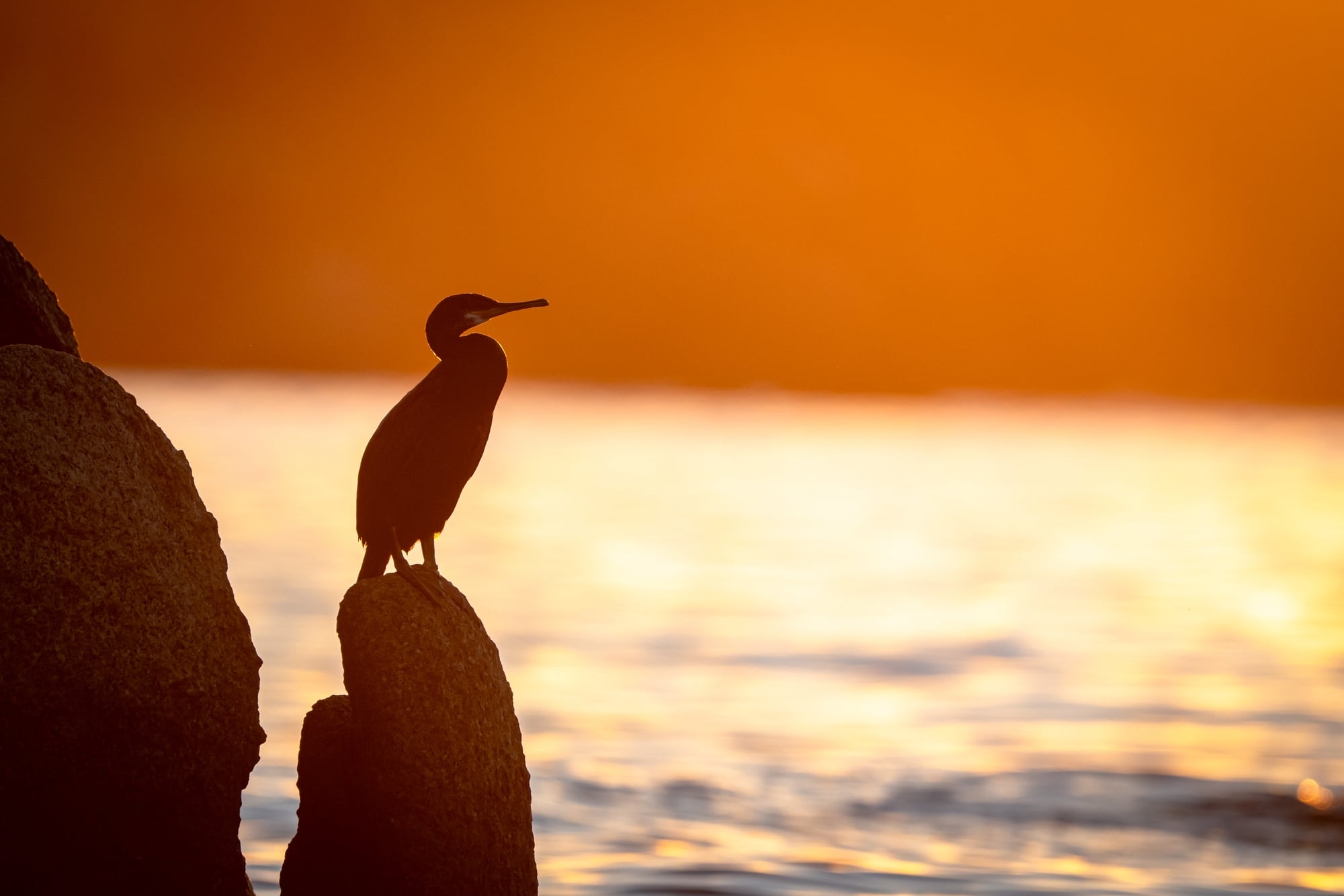 Cormorano comune
